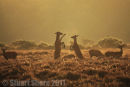 Playful Red Hinds at Dawn