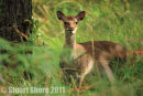 Sika Hind, New Forest