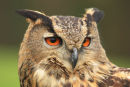 European Eagle Owl Portrait