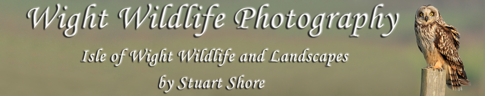 Wight Wildlife Photography