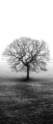 Crow Tree