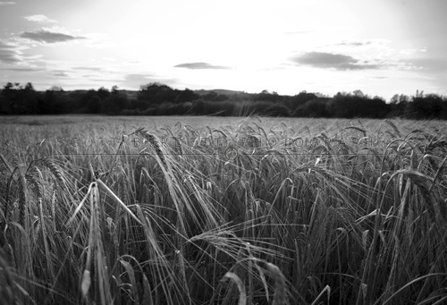 Sunset cornfield