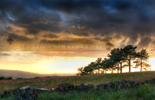Warm Meadow