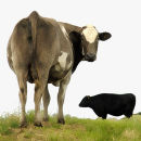 2 cows