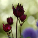 Astrantia and chives