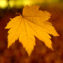 Autumn leaf
