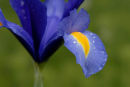Blue iris