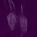 Fritillaries