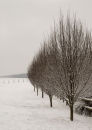 Hornbeams