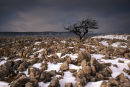 Lone tree