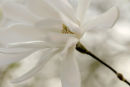 Magnolia 2
