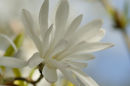 Magnolia 1