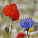 Poppy and cornflower