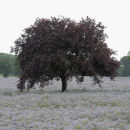Purple beech