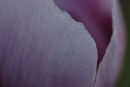 Purple poppy