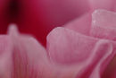 Raspberry ripple