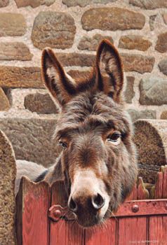 Donkey over gate by Andrew Hutchinson