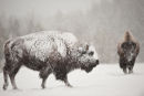 Bison