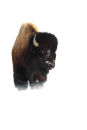 Bison