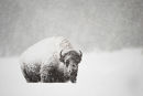 Bison