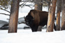 Bison