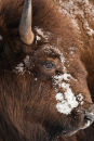 Bison
