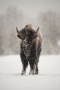 Bison