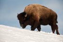 Bison