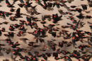 Flock of red winged black birds