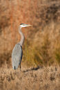 Blue Heron