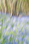Bluebell Wood II