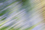 Bluebell Wood I