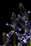Bluebells