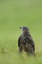 Buzzard