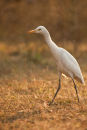 Cattle Egret