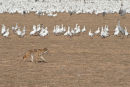 Coyote goes hungry