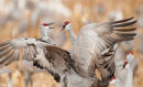Sandhill cranes sorting out the pecking order