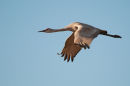 Sandhill crane