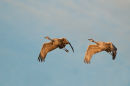 Sandhill crane pair
