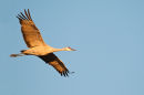 Sandhill crane