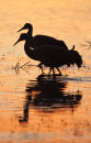 Sandhill crane pair