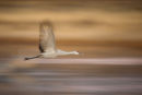 Sandhill crane