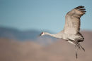 Sandhill crane