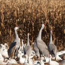 Crane conference