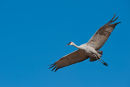 Sandhill crane