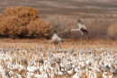 Sandhill cranes landing