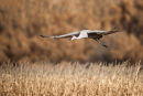 Sandhill crane
