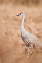 Sandhill crane portrait