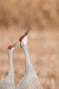 Sandhill crane pair