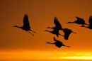 Sandhill cranes head to the lakes